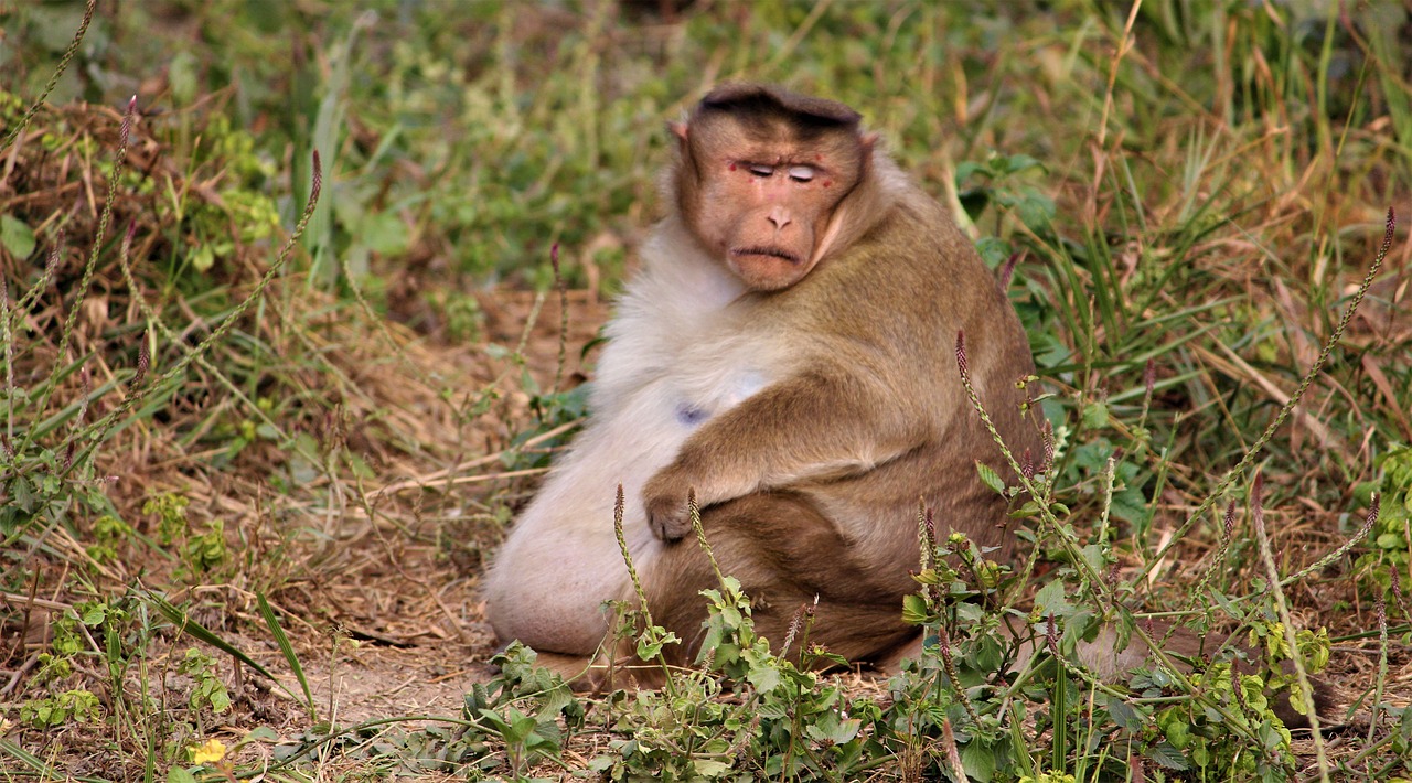 monkey  fat  animal free photo