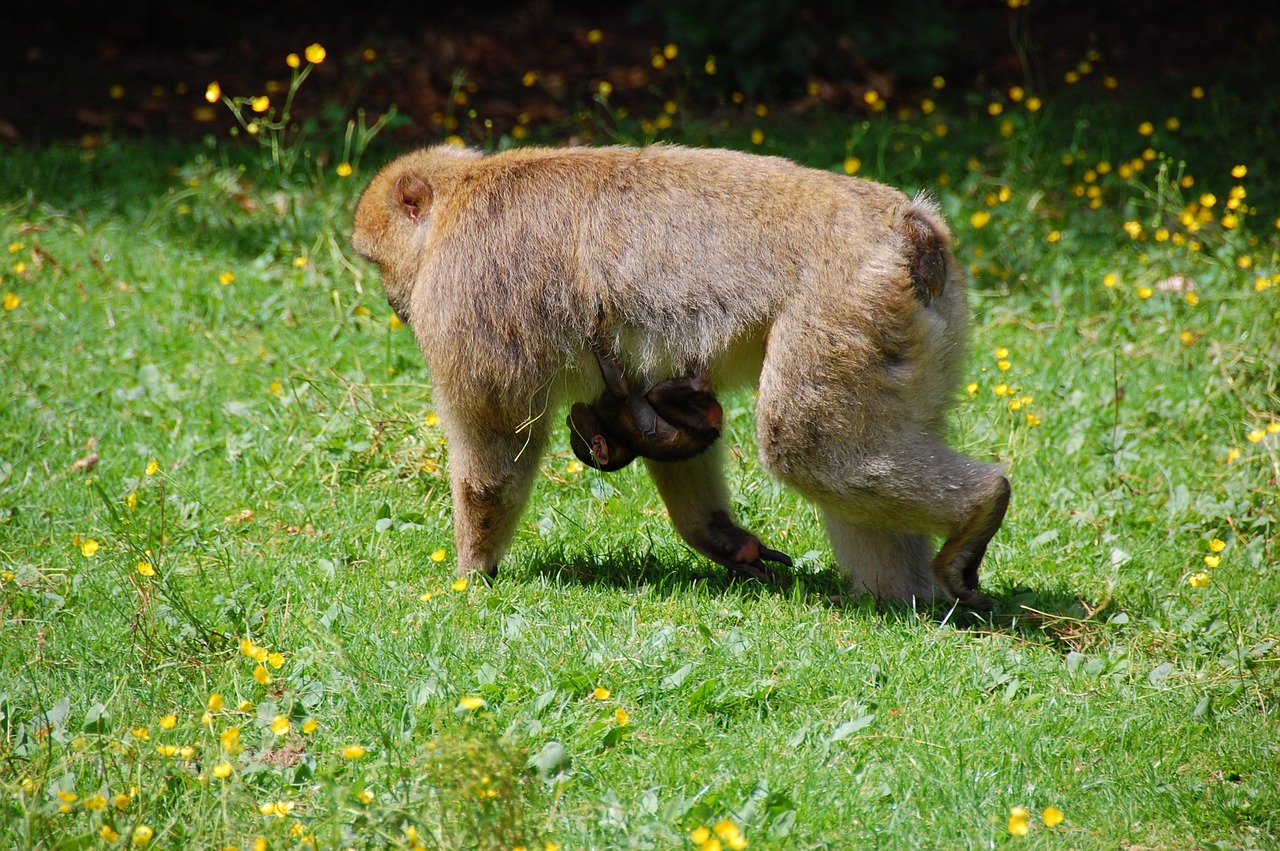 monkey  monkey baby  animal free photo