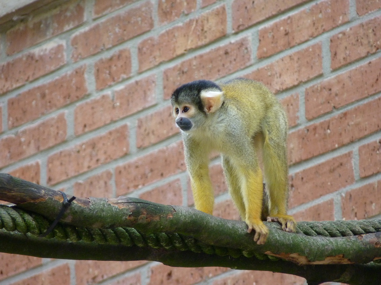 monkey squirrel monkey climb free photo