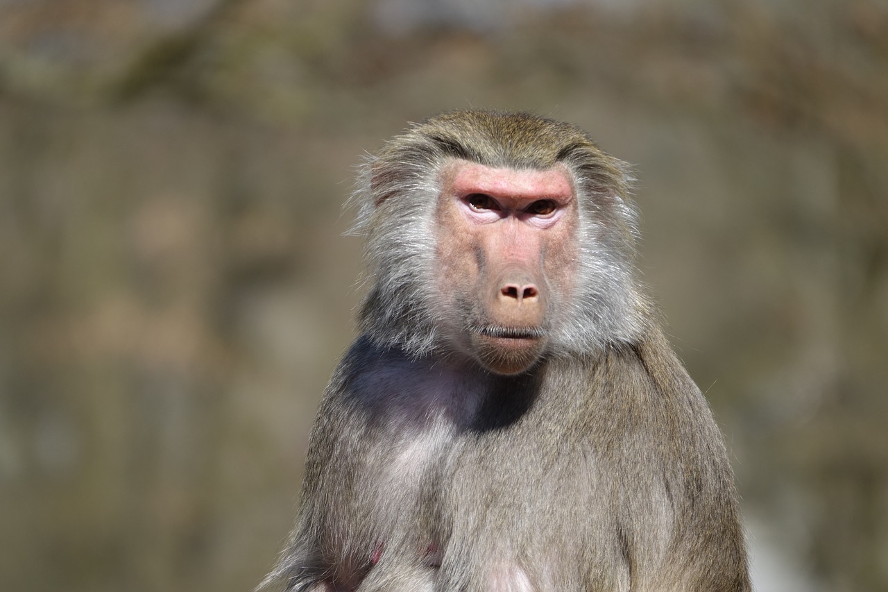 monkey  zoo  hellabrunn free photo