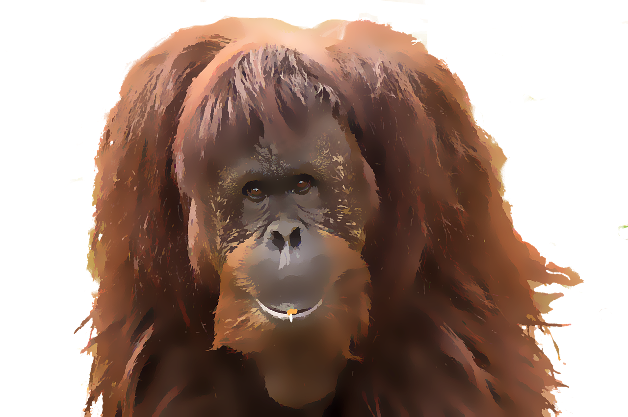 monkey  orangutan  watercolor free photo