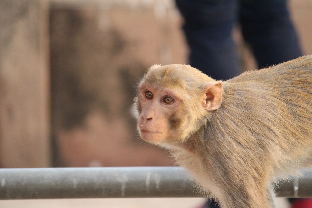 monkey  animal  animalia free photo