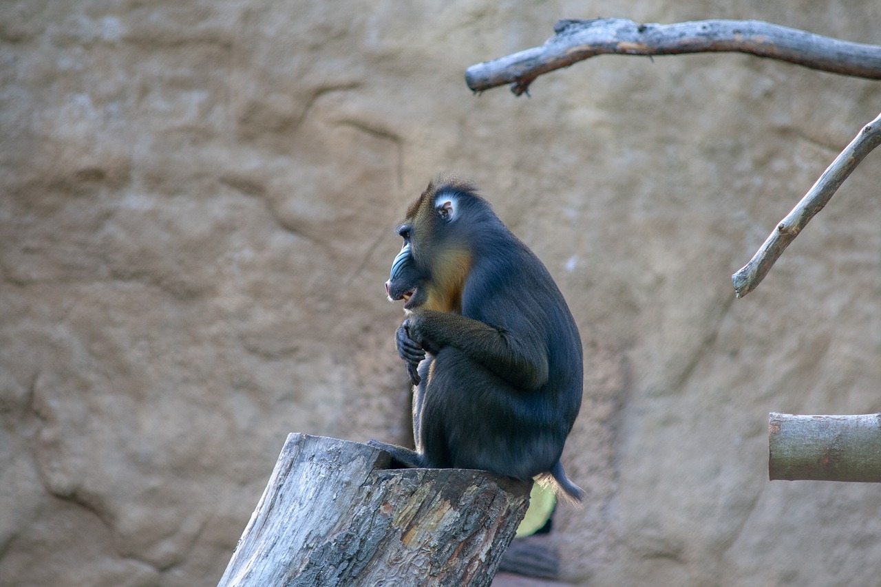 monkey  zoo  wildlife free photo