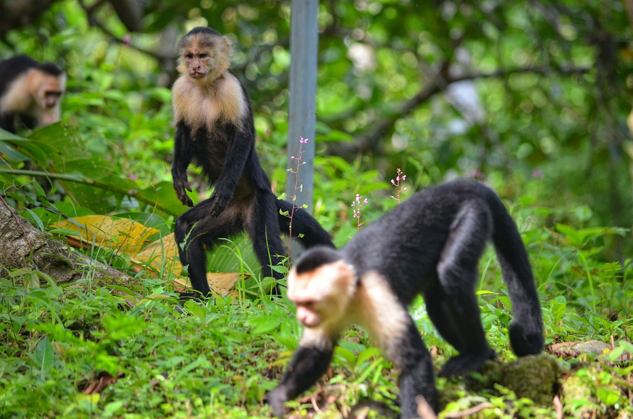 monkey primate wildlife free photo
