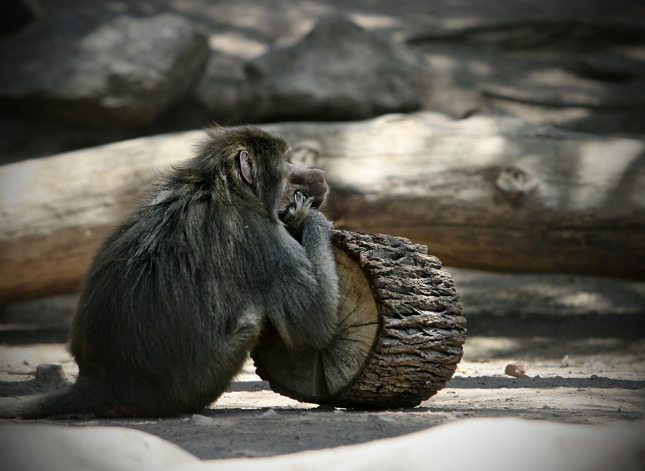 monkey primate nature free photo