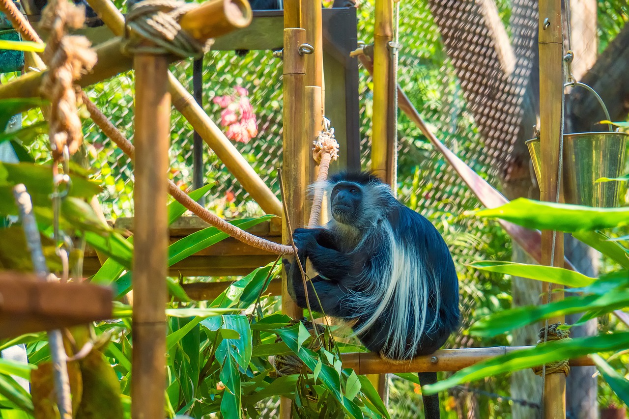 monkey  tree  colobus free photo