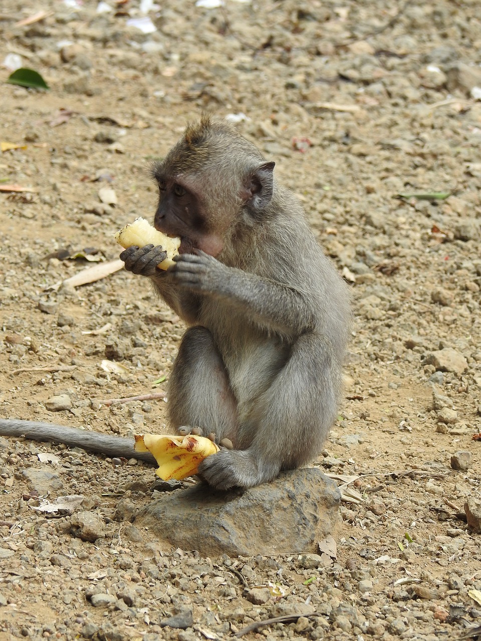 monkey  äffchen  animal world free photo