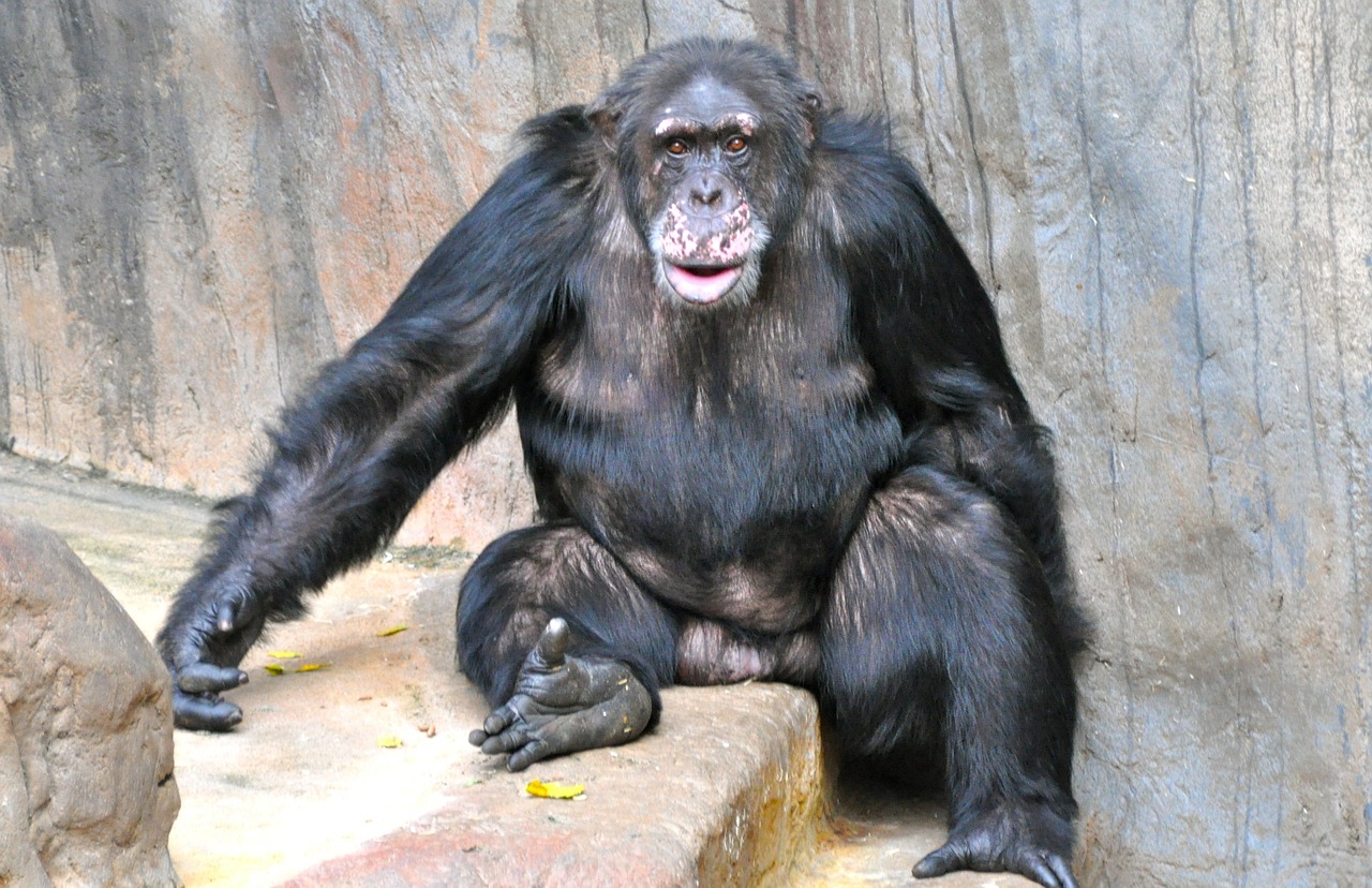 monkey chimpanzee sweet free photo