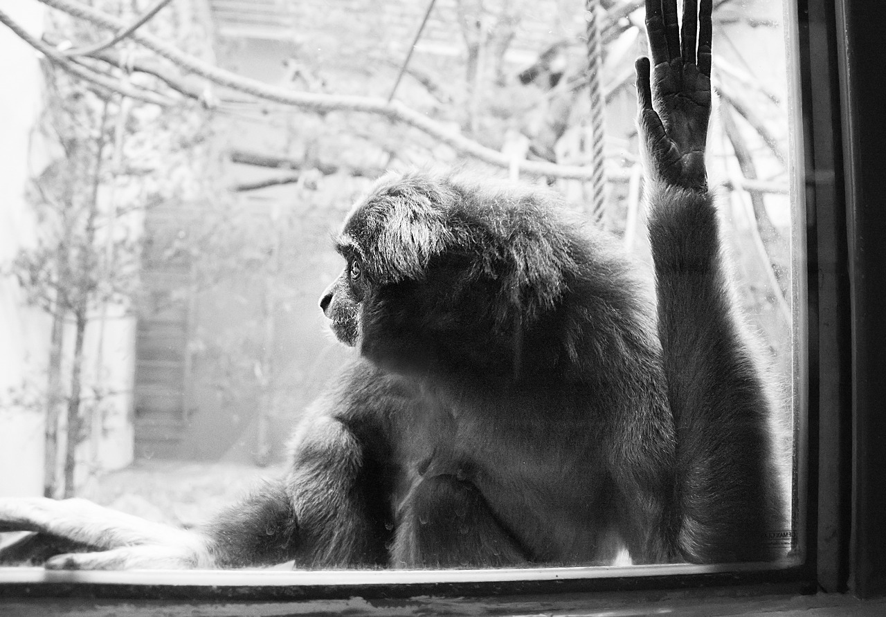 monkey  zoo  portrait free photo
