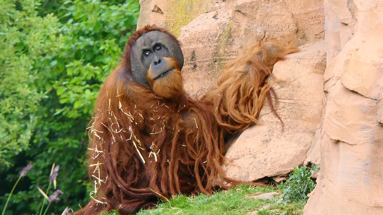 monkey  mammal  orang-outang free photo