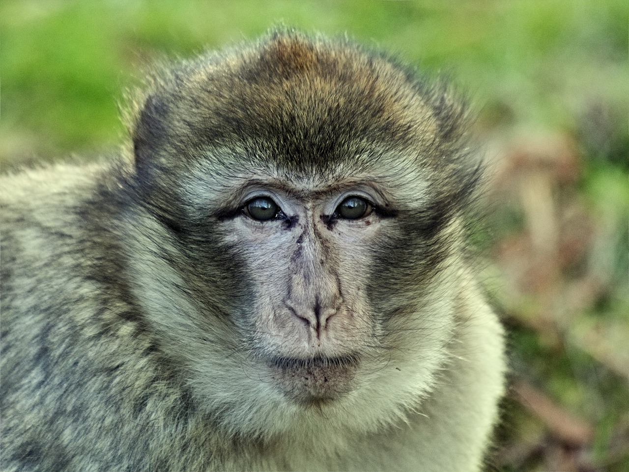monkey macaque animal free photo