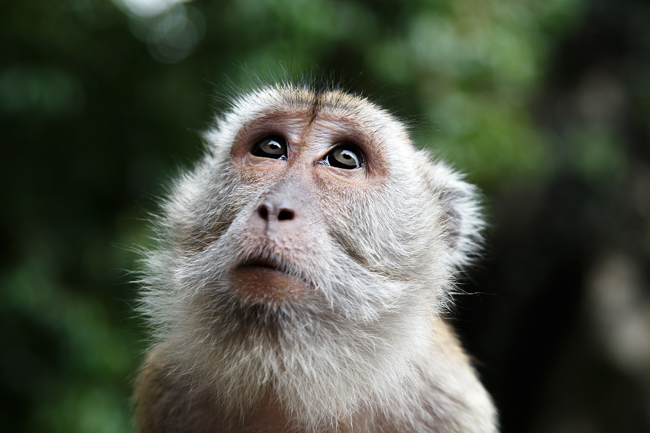 monkey look malaysia free photo