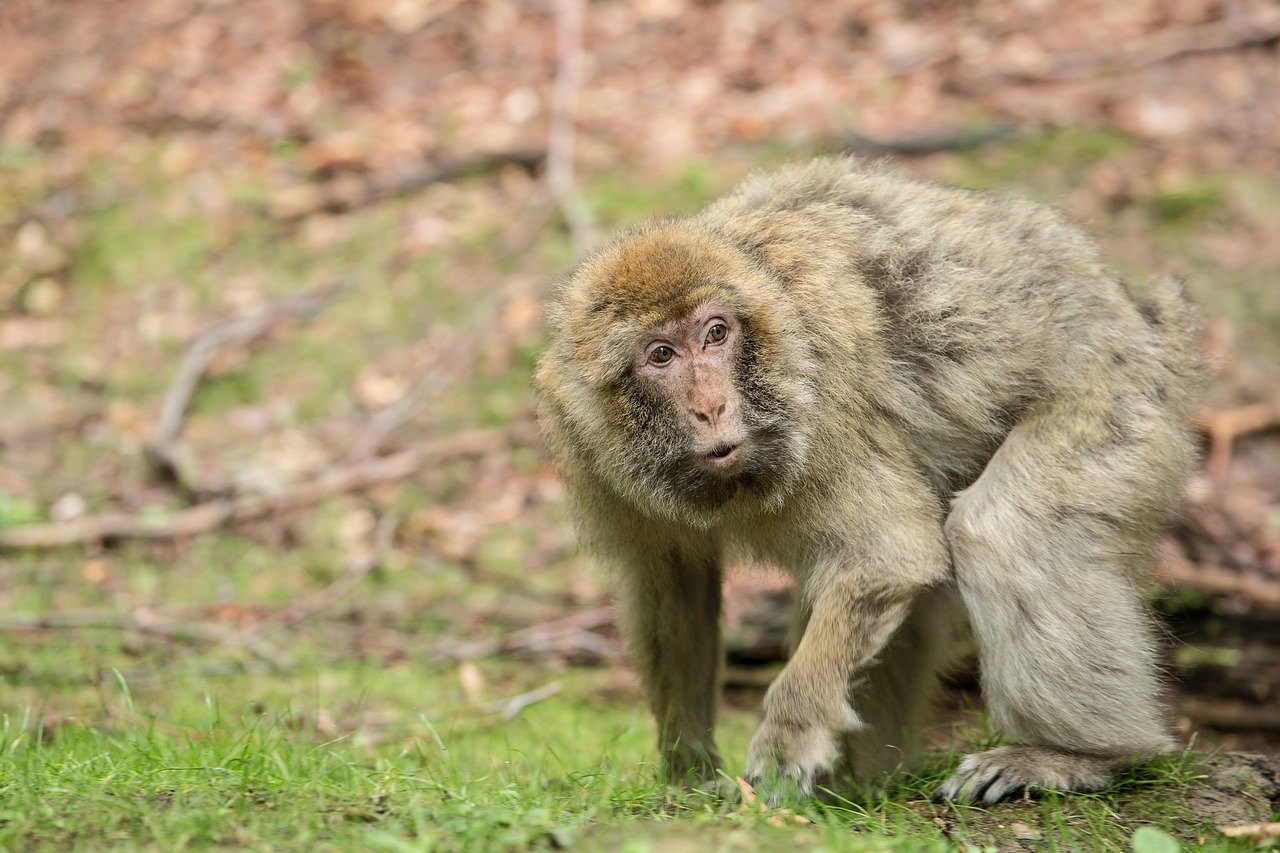 monkey barbary ape mammal free photo