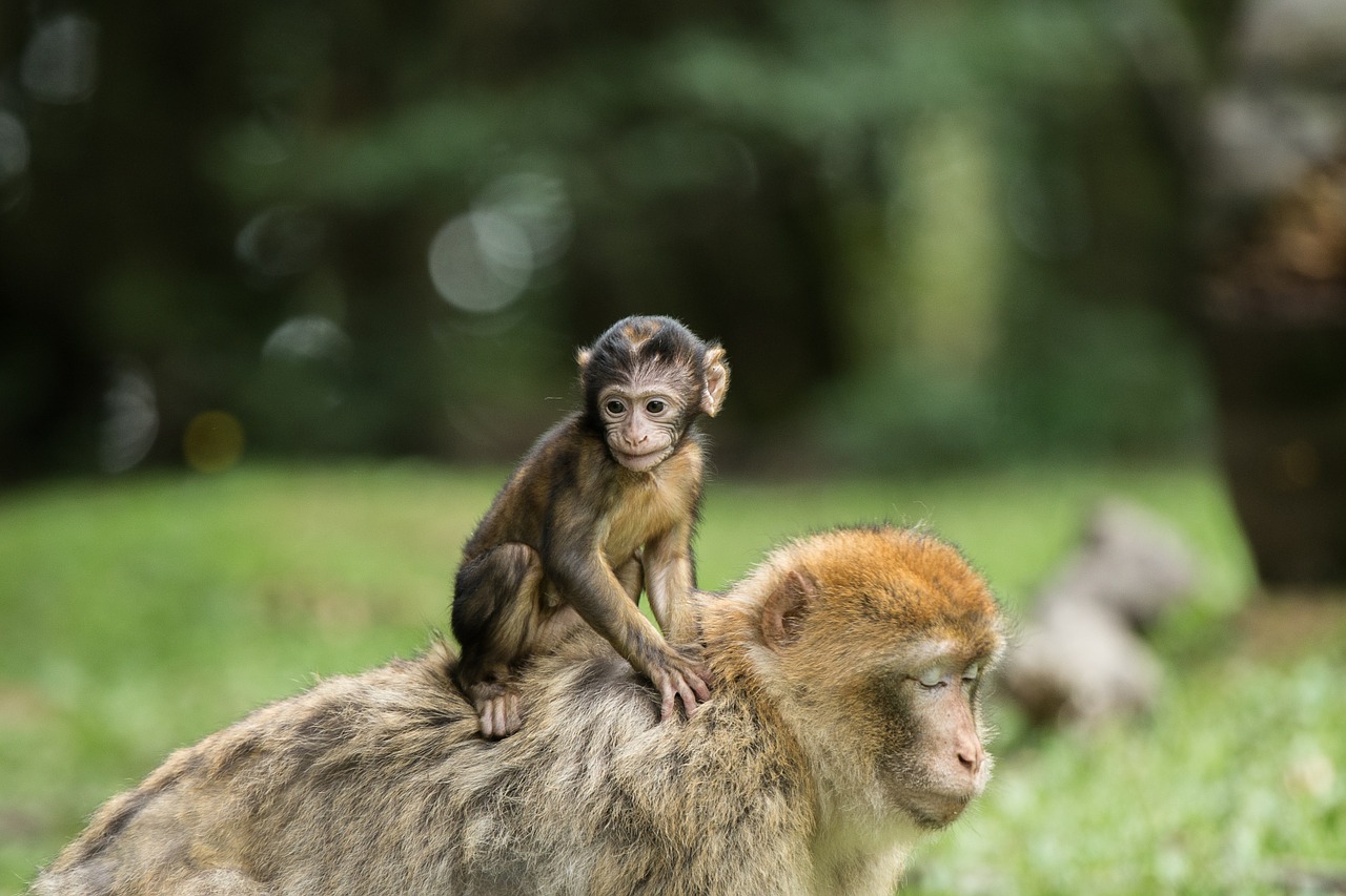 monkey barbary ape mammal free photo