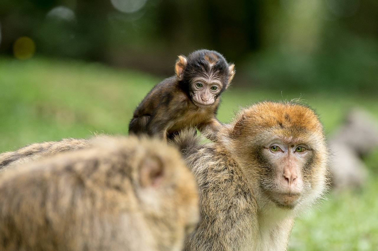 monkey barbary ape mammal free photo