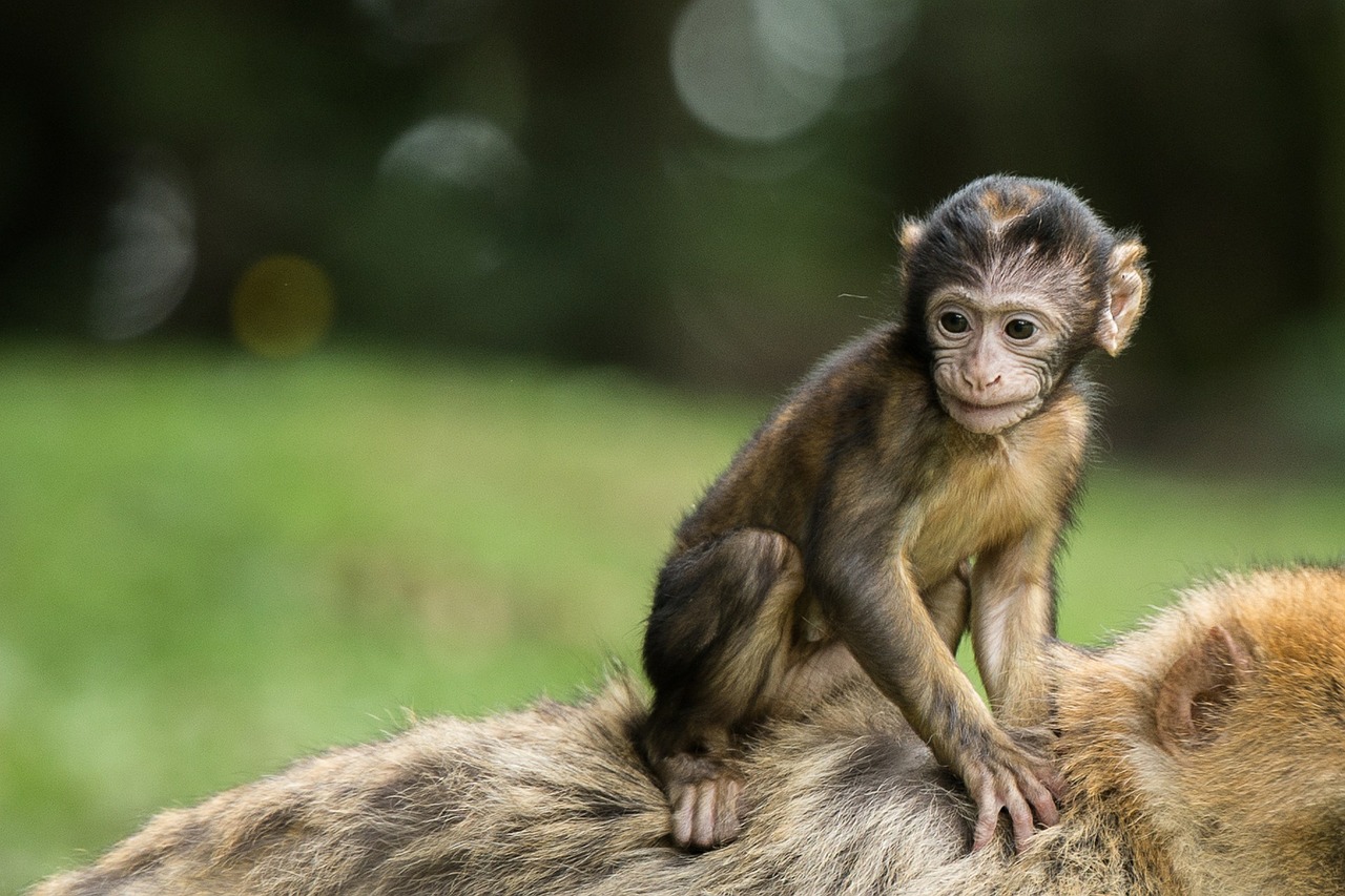 monkey monkey baby baby free photo