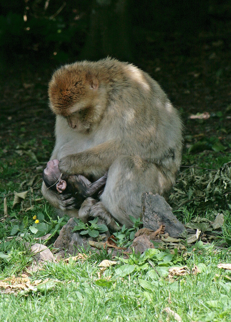 monkey body care delouse free photo