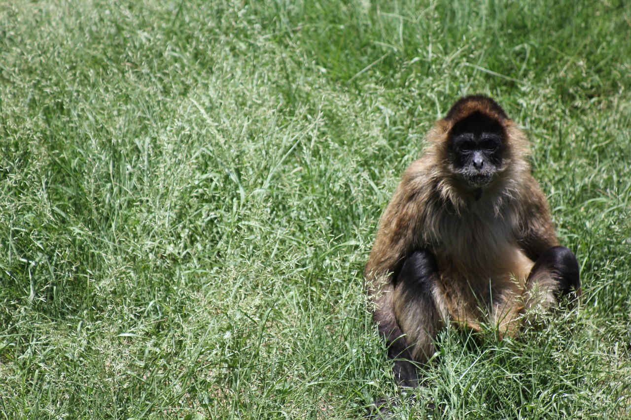 monkey wildlife wild free photo