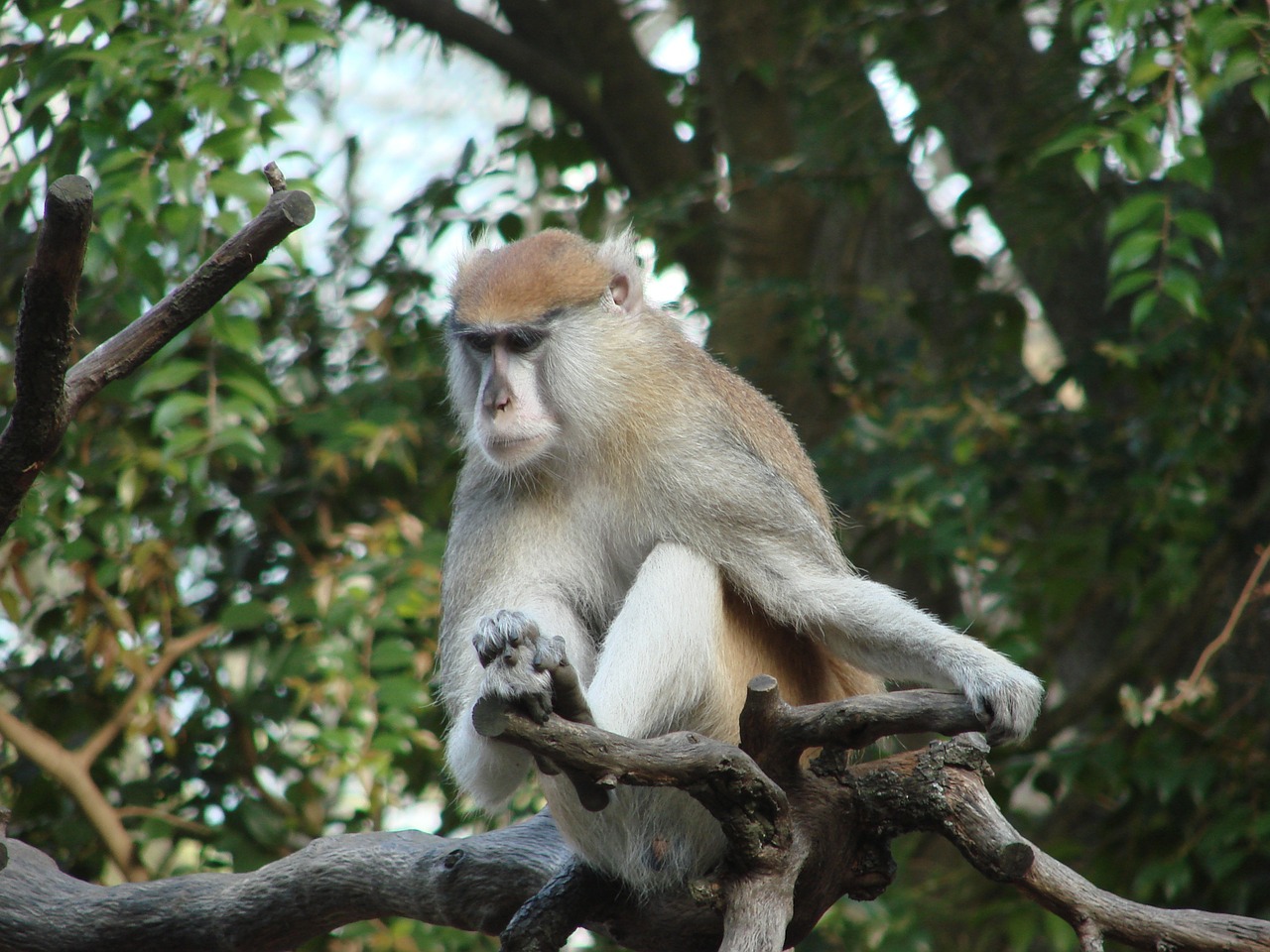 monkey zoo mammal free photo