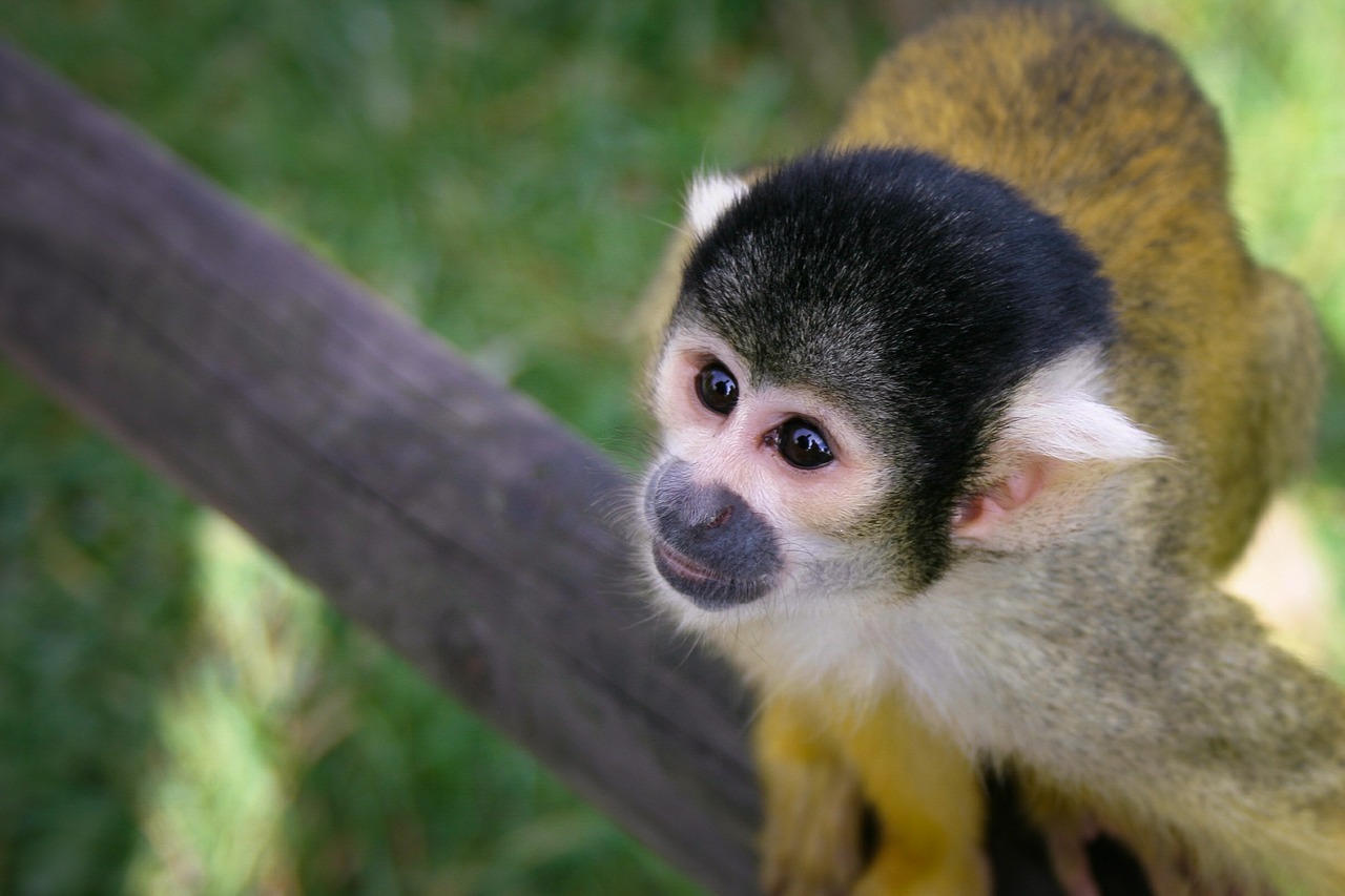 monkey äffchen zoo free photo