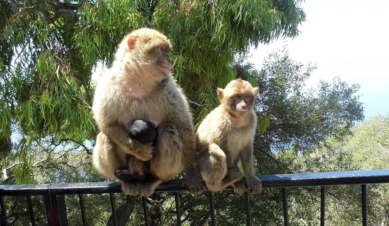 monkey gibraltar animal free photo