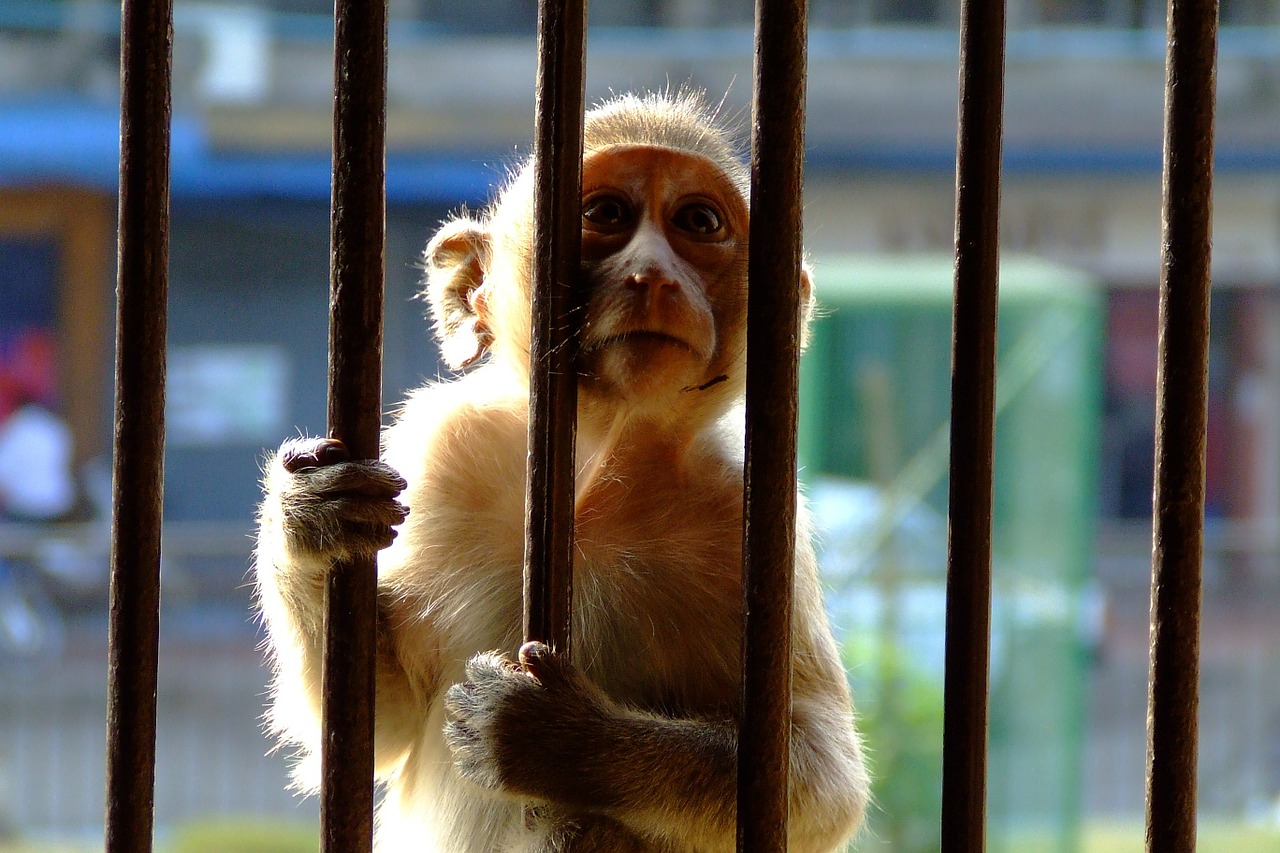 monkey encaged bars free photo