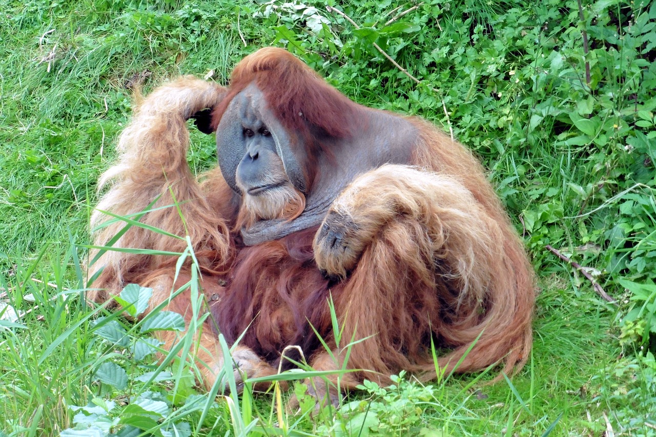 monkey orang utang äffchen free photo