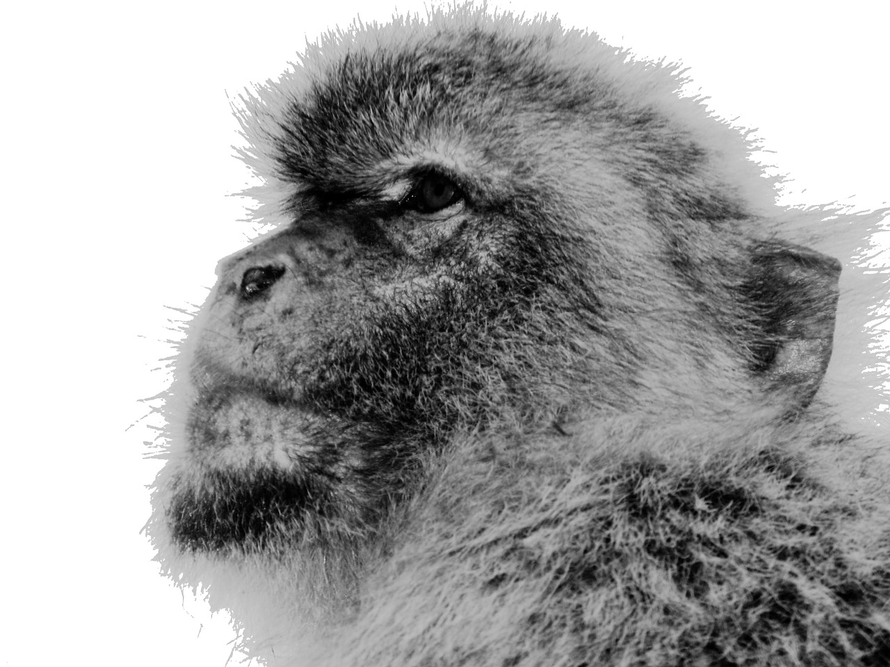 monkey äffchen barbary ape free photo