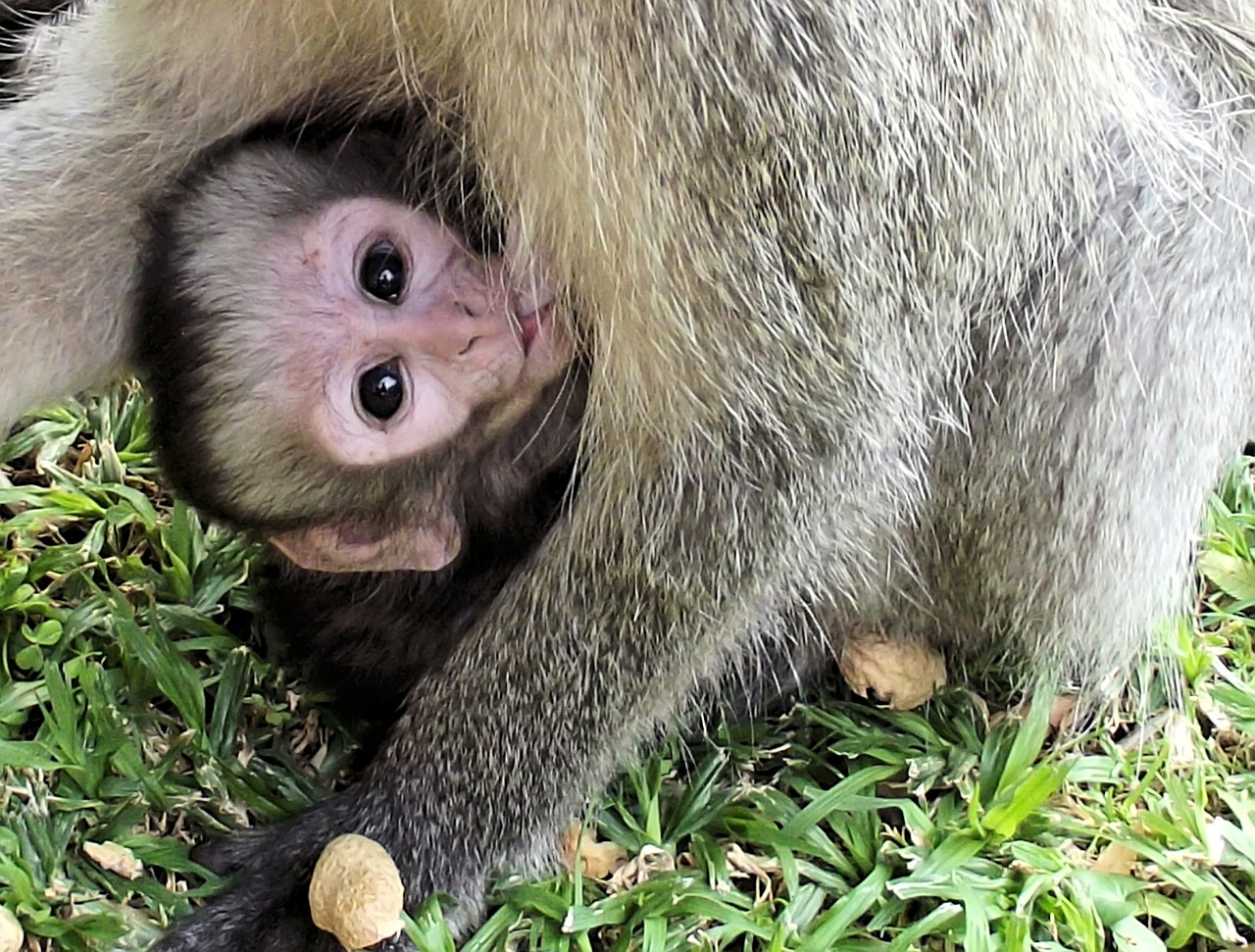 monkey baby vervet free photo