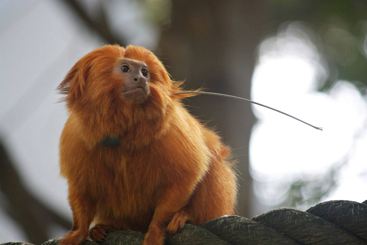 monkey tamarin zoo free photo