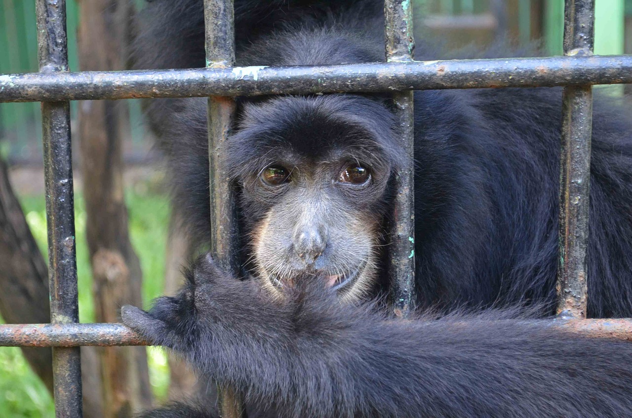 monkey ape emcaged free photo