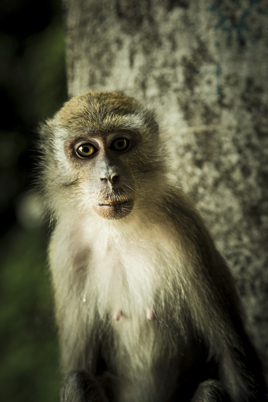 monkey ape primate free photo