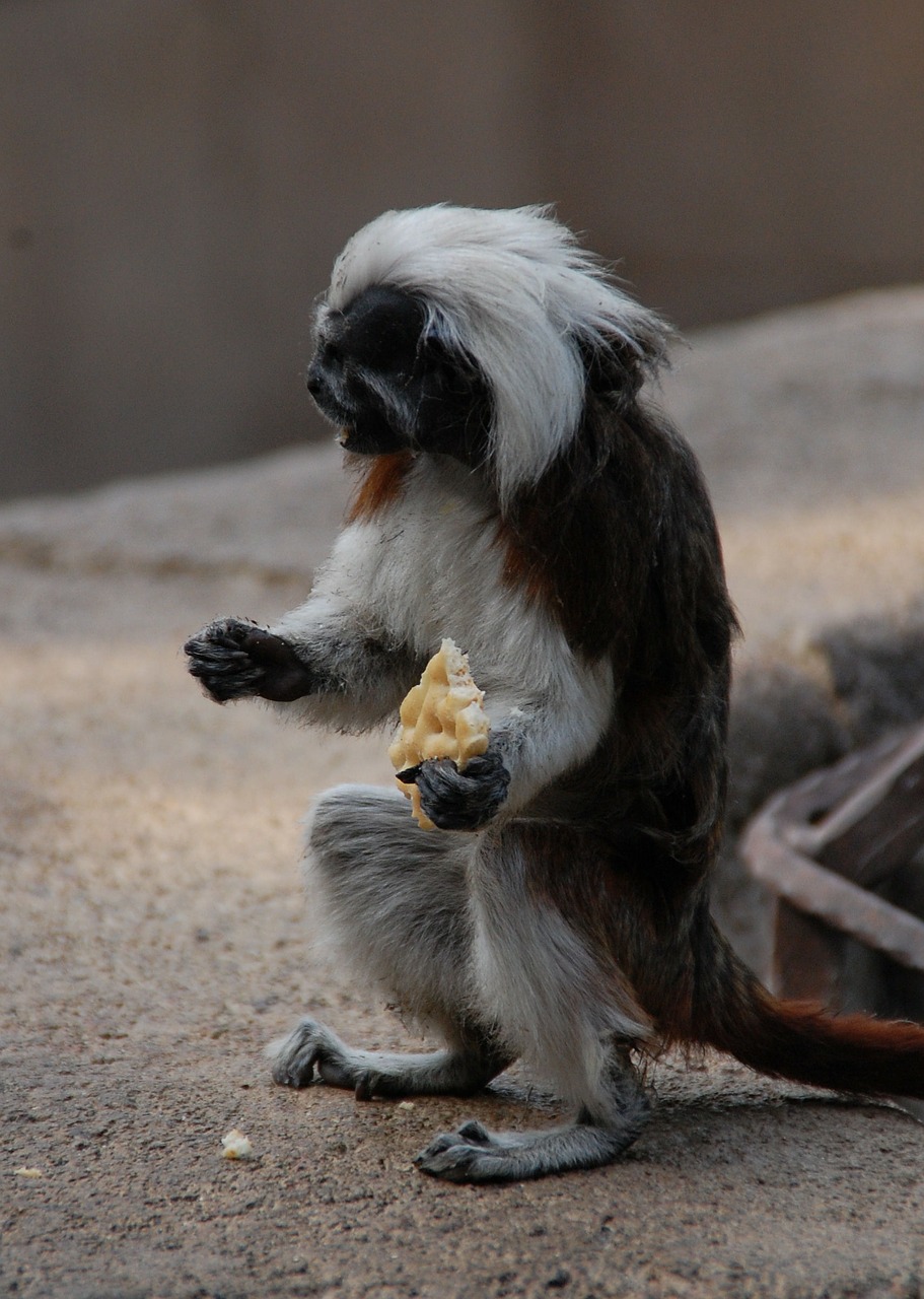 monkey animal zoo free photo