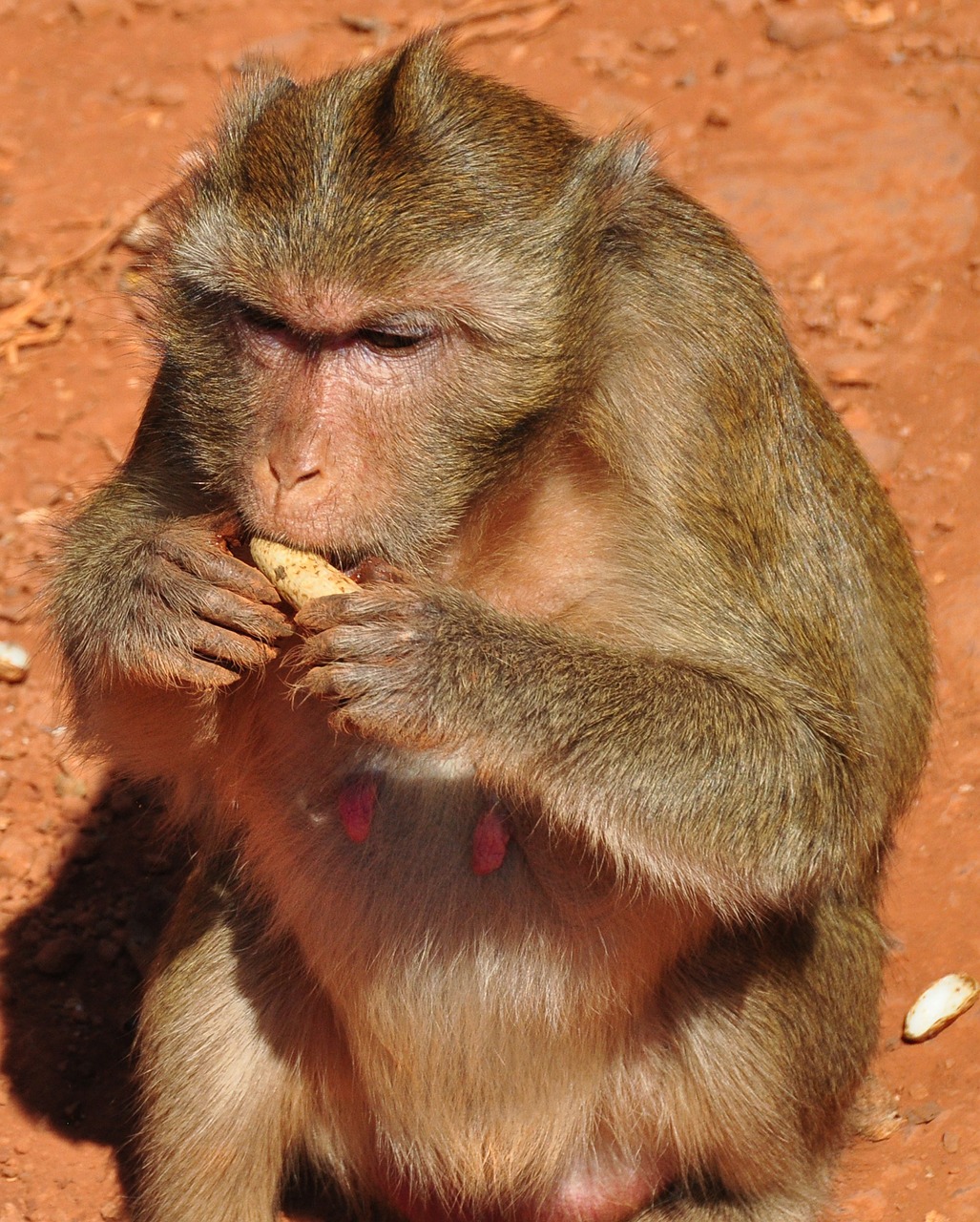 monkey animals fur free photo
