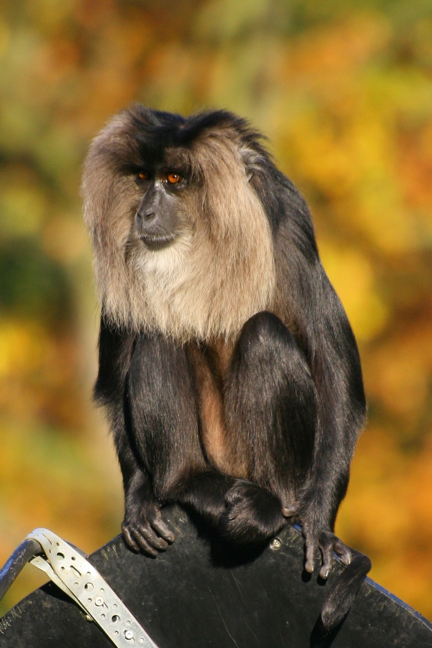 monkey lion tailed macaque mammal free photo