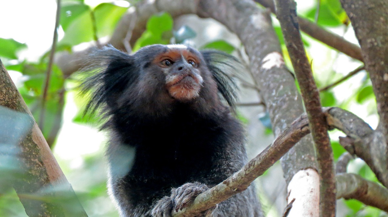 monkey branch tree free photo