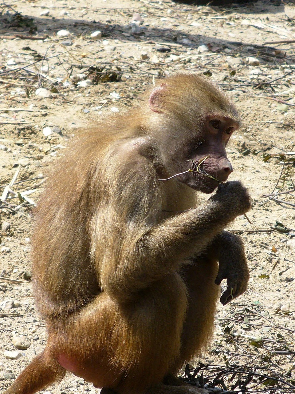 monkey sitting food free photo