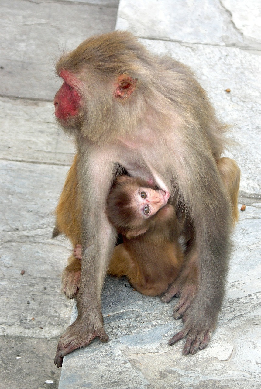 monkey monkey with a cub nepal free photo