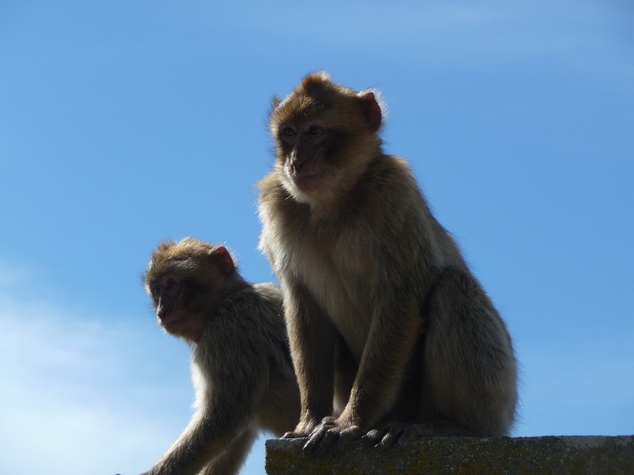 monkey monkeys macaque free photo