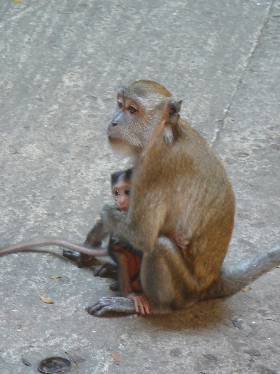 monkey macaque mother free photo