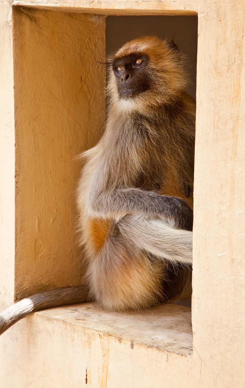 monkey window house free photo