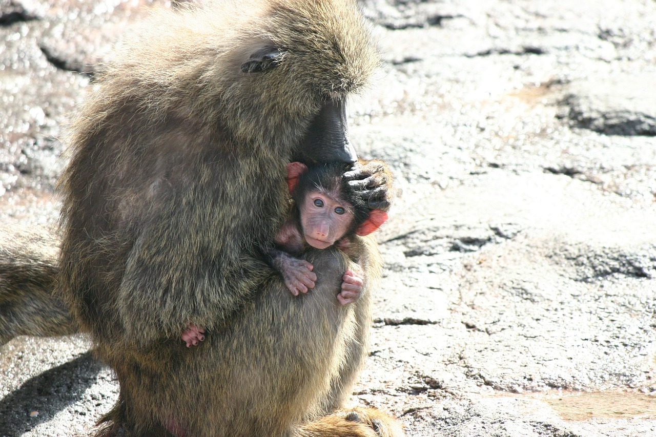 monkey animal parent child free photo