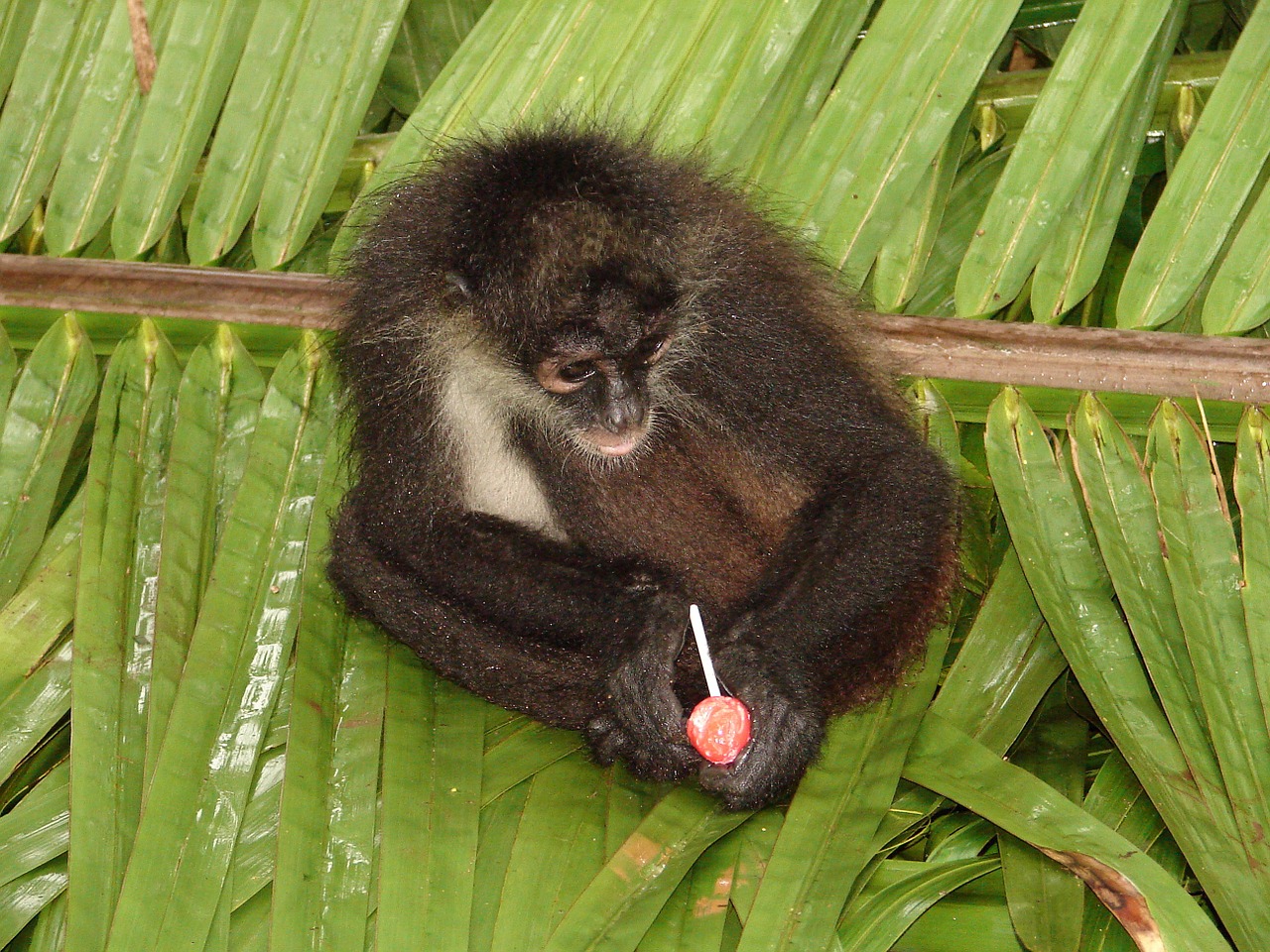 monkey honduras mexico free photo