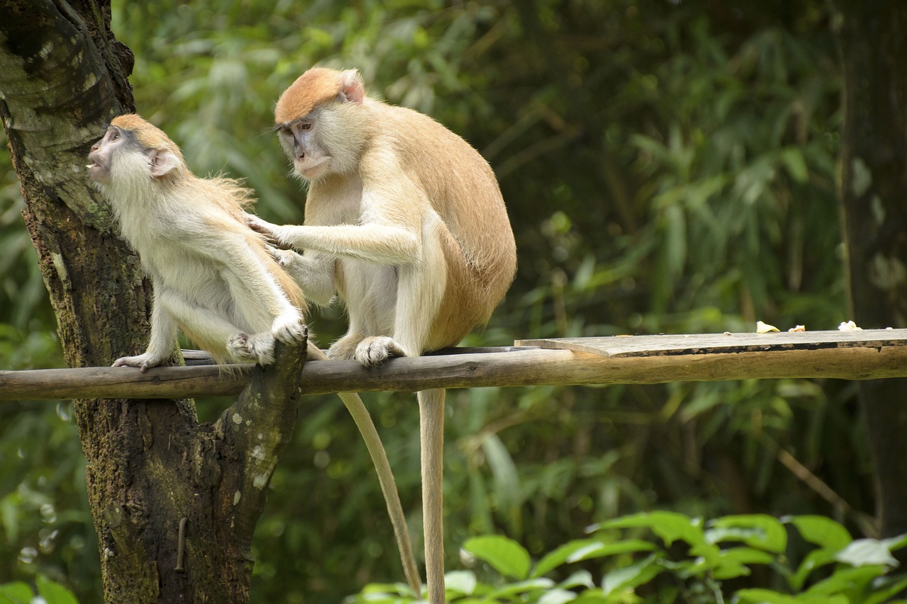 monkey zoo friendship free photo