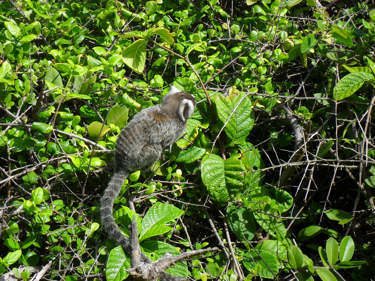monkey marmoset animal free photo