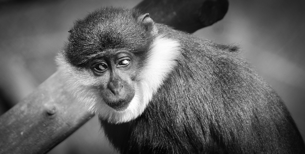 monkey portrait sorry free photo