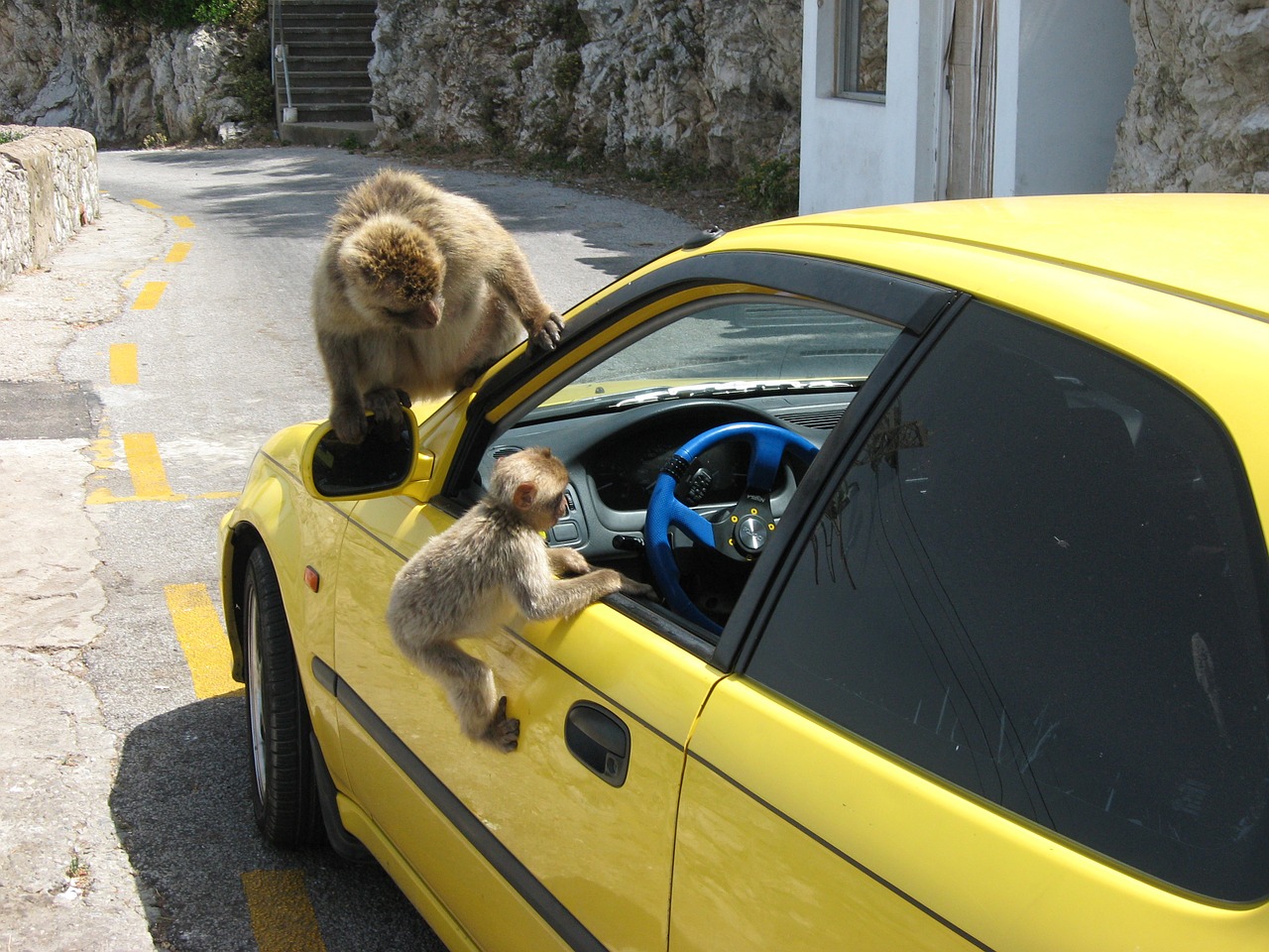 monkey car window free photo