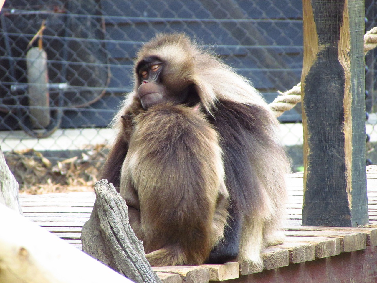 monkey cuddle furry free photo