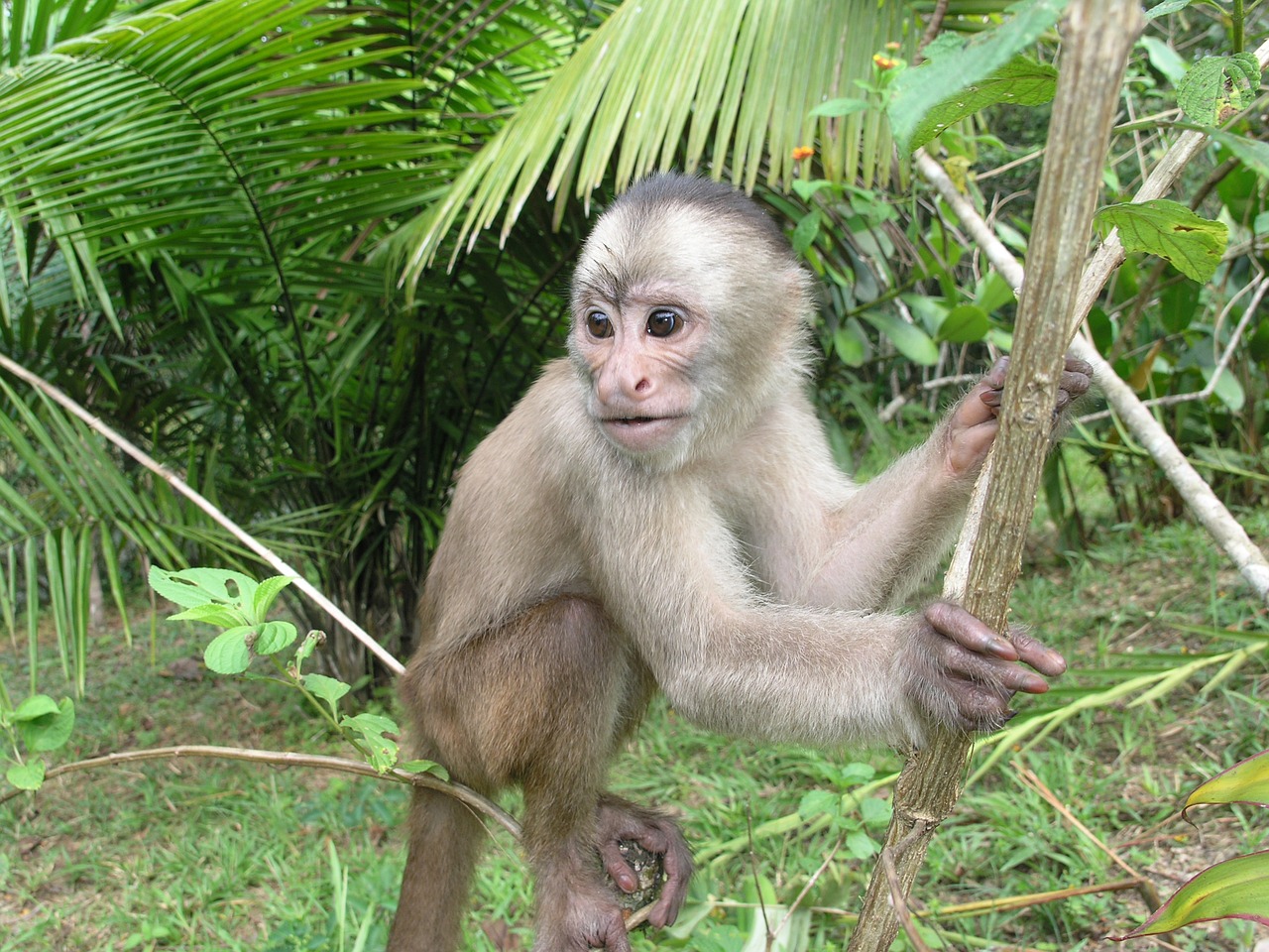 monkey rainforest amazon free photo