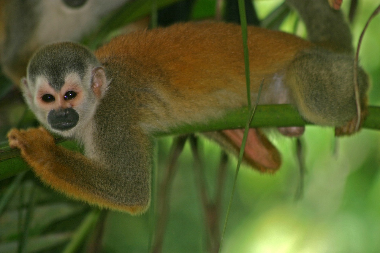 monkey squirrel primate free photo
